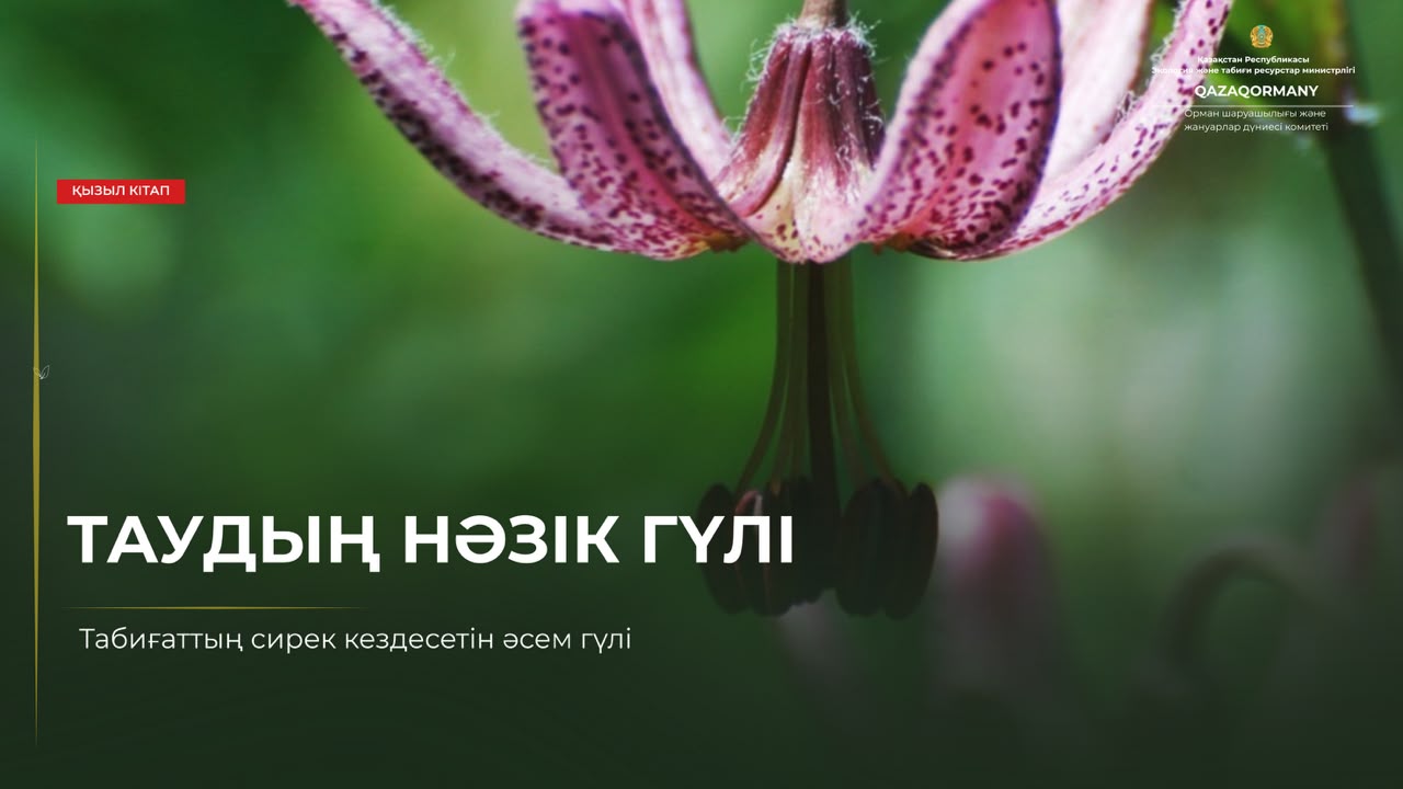 Таудың нәзік гүлі — бұйра лалагүл