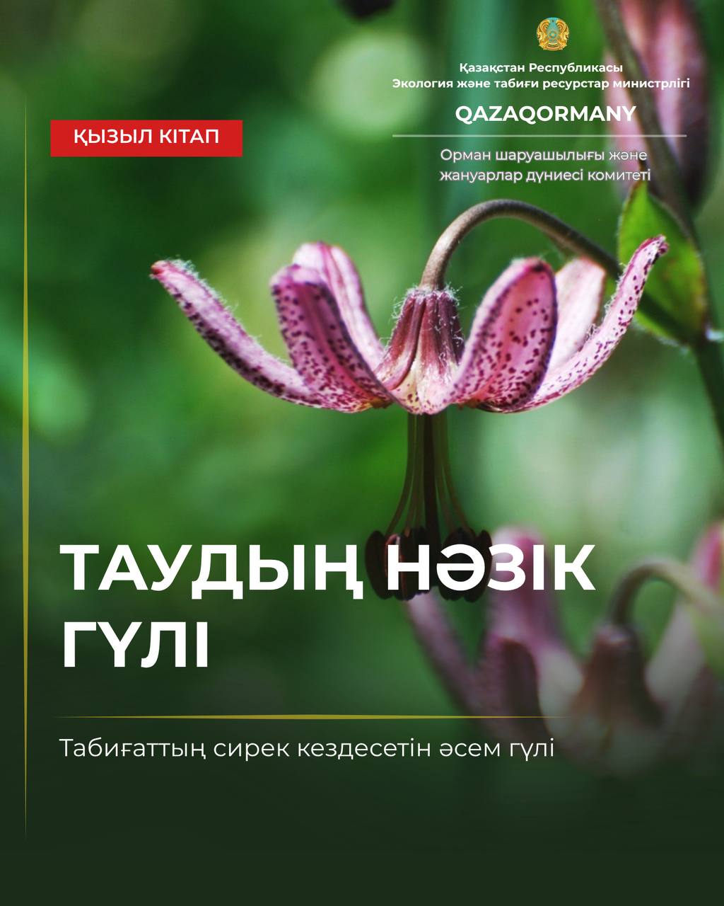 Таудың нәзік гүлі — бұйра лалагүл