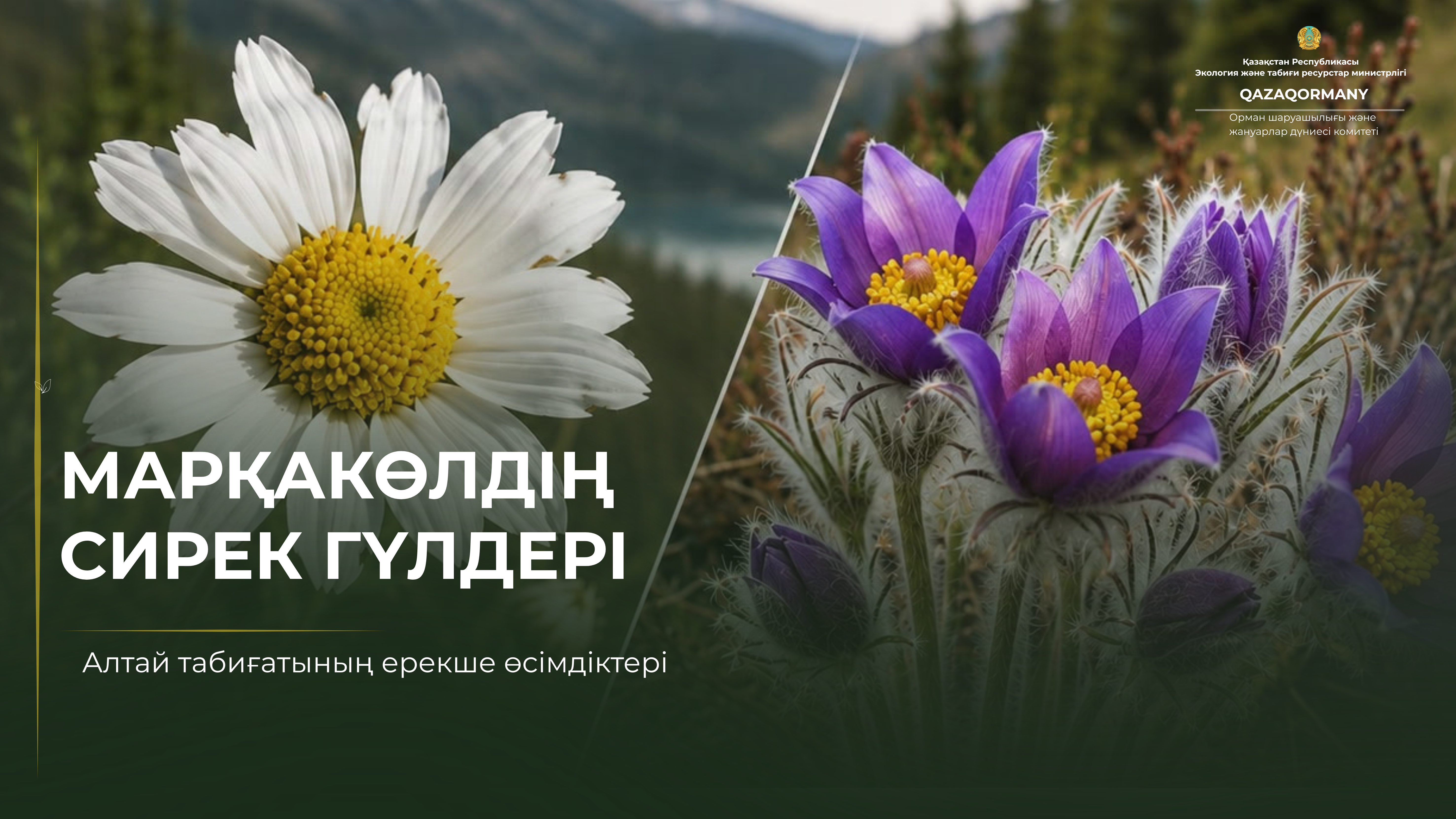 Марқакөлдің сирек гүлдері