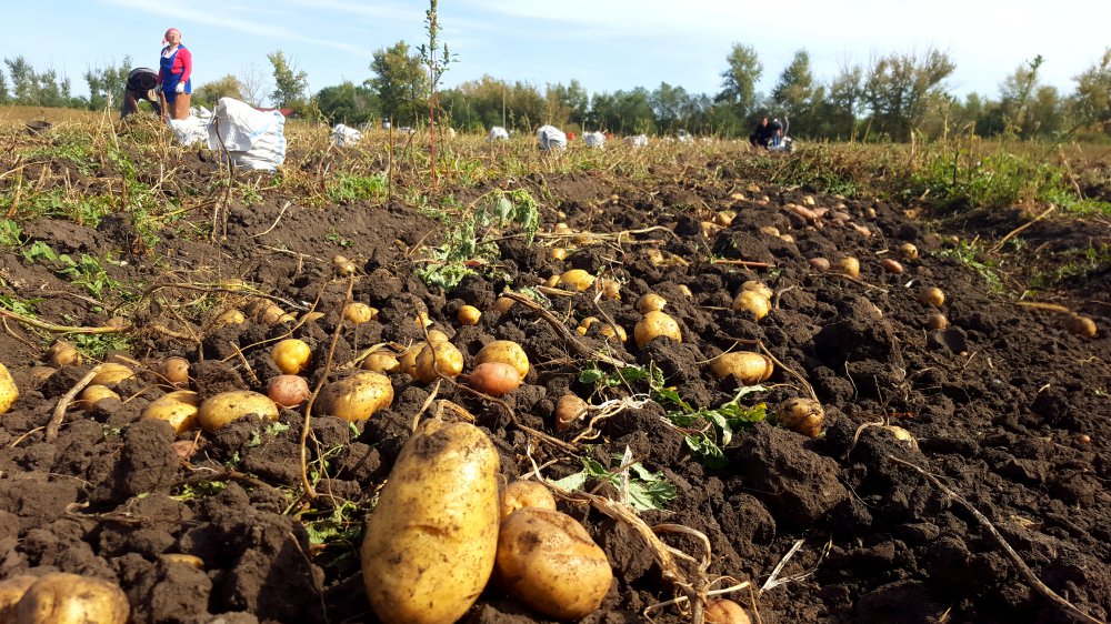 Өңірде егін жинау жұмыстары 52%-ға орындалды