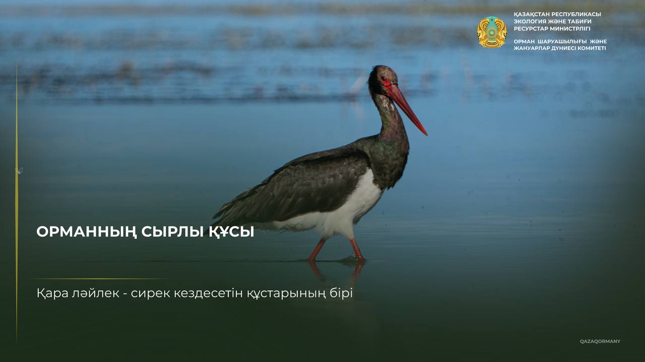 Қара дегелек: көптің көзіне түсе бермейтін құс