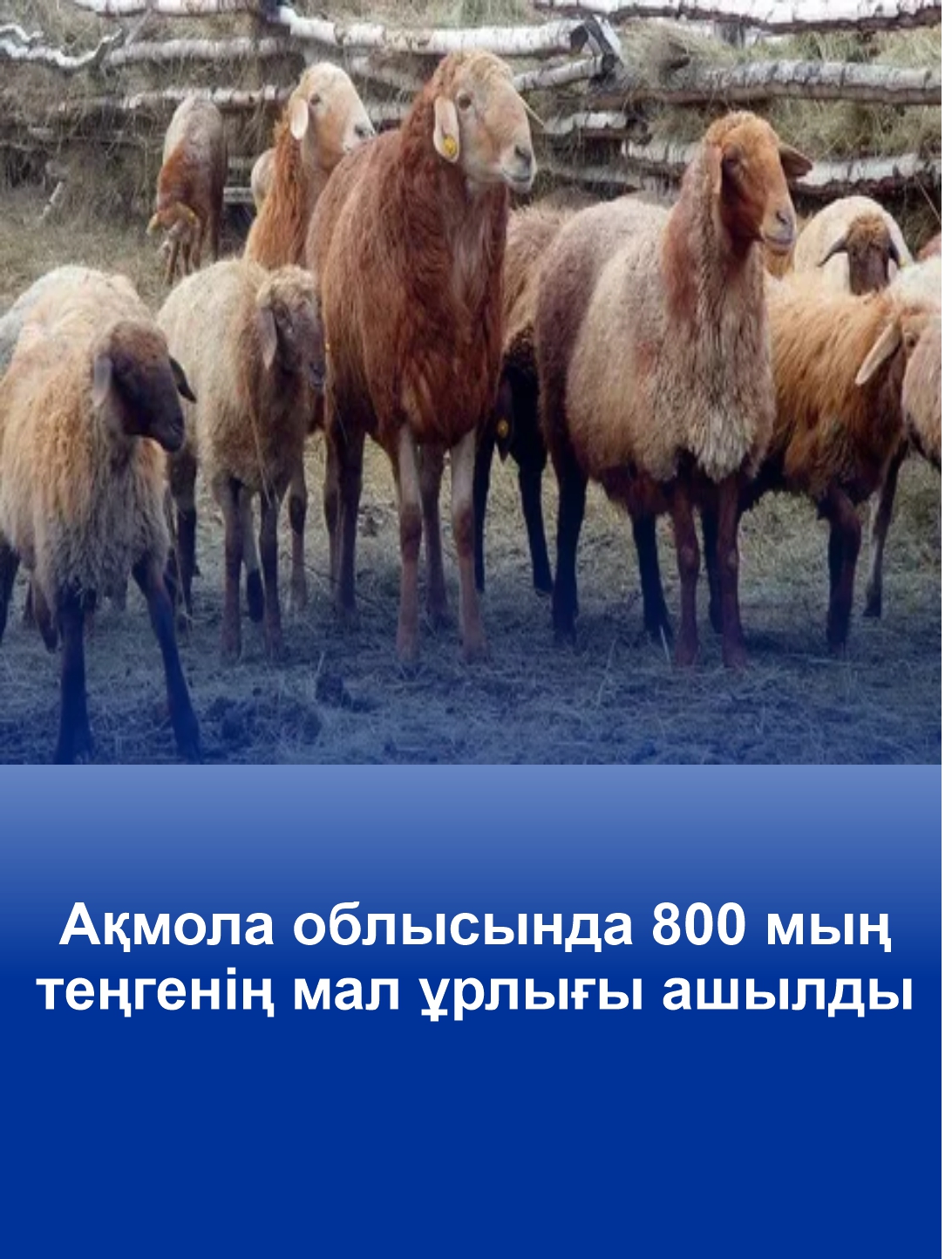Ақмола облысында 800 мың теңгенің мал ұрлығы ашылды
