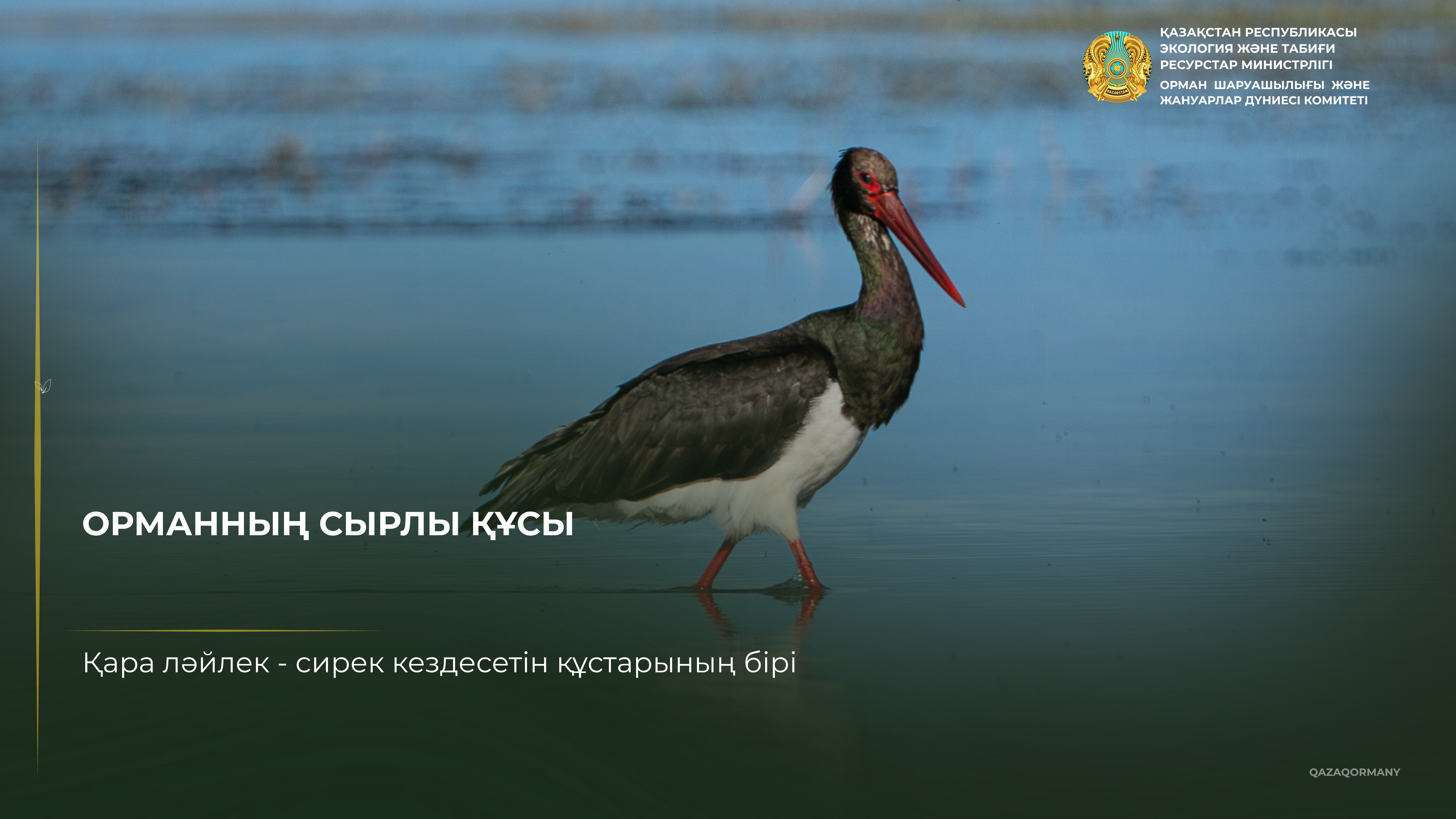 Қара дегелек: көптің көзіне түсе бермейтін құс