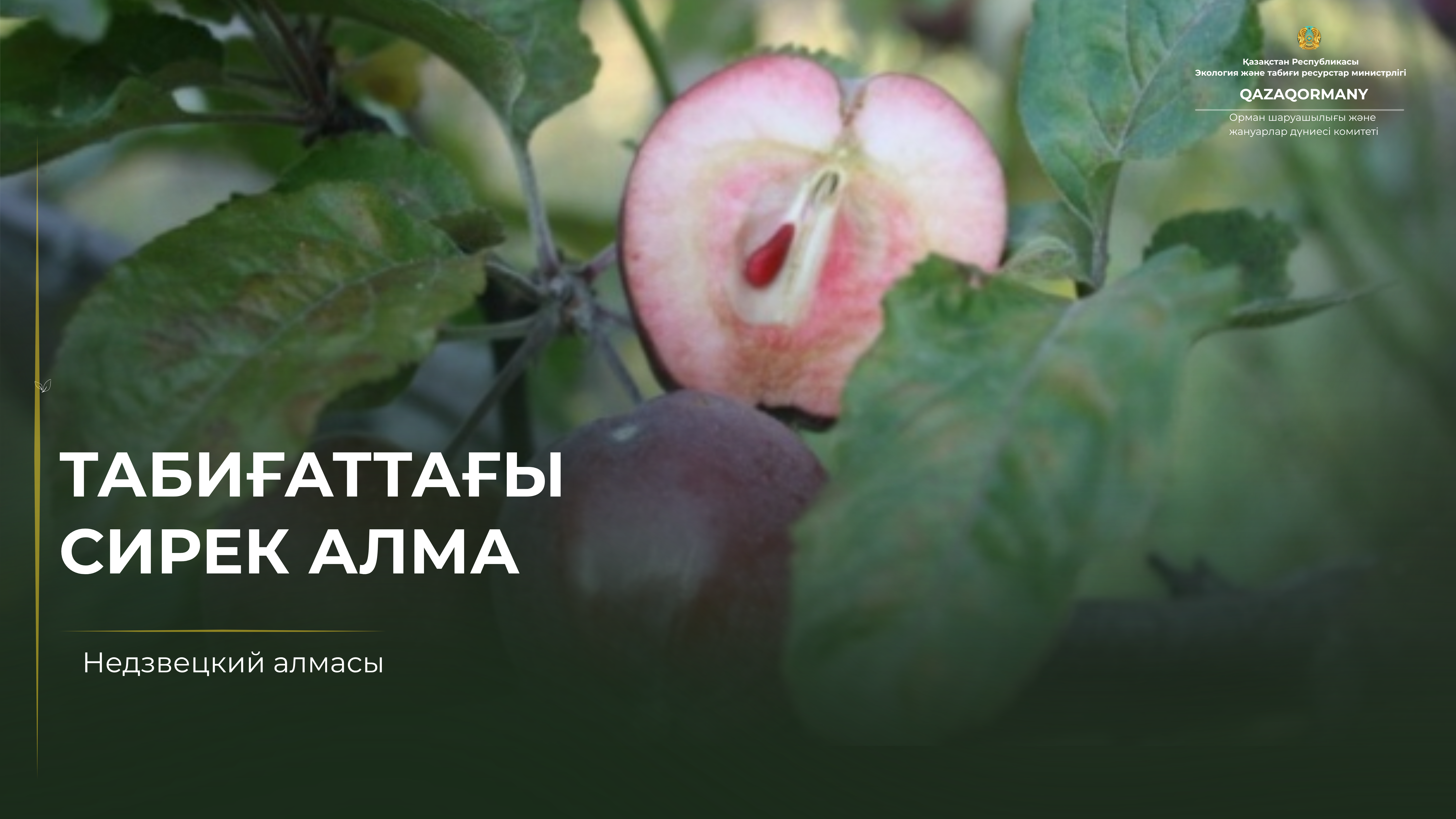 Недзвецкий алмасының несі ерекше?