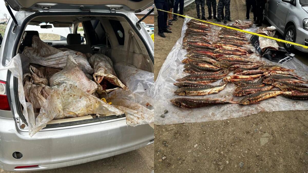 В Атырау задержаны подозреваемые в перевозке 277 килограммов осетровой рыбы